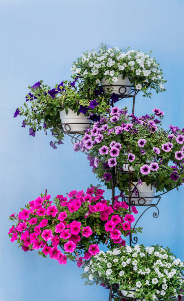 istock Pink petunia flowers in hanging pot 1995863972