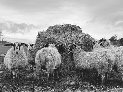 Sheep grazing on hay in a field in County Durham