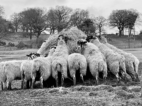Sheep grazing on hay in a field in County Durham