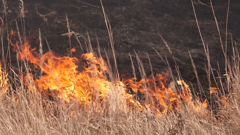 Dry vegetation burning in the hot summer