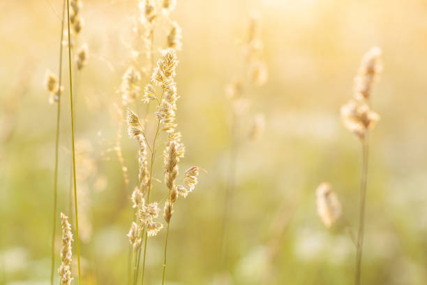 istock panicles of grass in a summer field or meadow 1995892295
