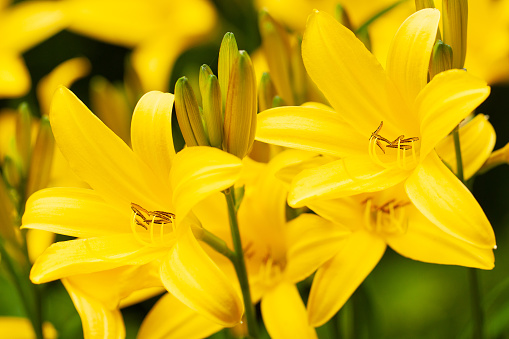 several bright beautiful fresh yellow lilies with buds decorate a summer park or garden