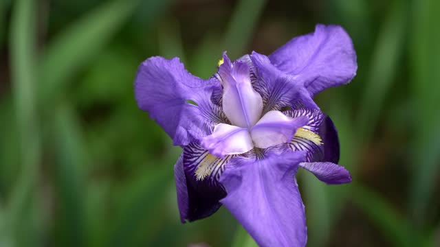 Blue Iris flower in a garden