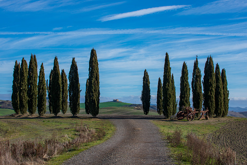 The Cypresses of Val D'Orcia