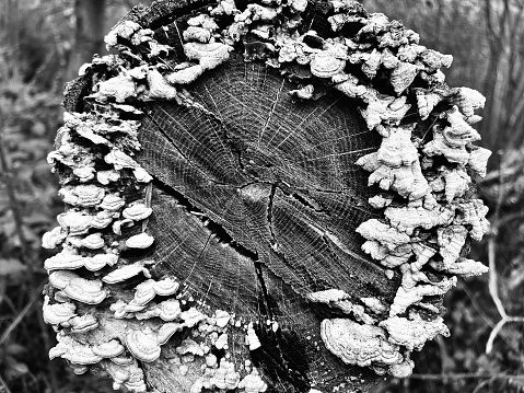 Fungus on the trunk of a felled tree
