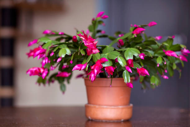 Christmas cactus  in pot