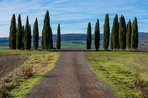 San Quirico, Siena, Tuscany, Italy: The Cypresses represent the naturalistic and landscape symbol, not only of the municipality and the area in which they are located but also of the whole of Tuscany.