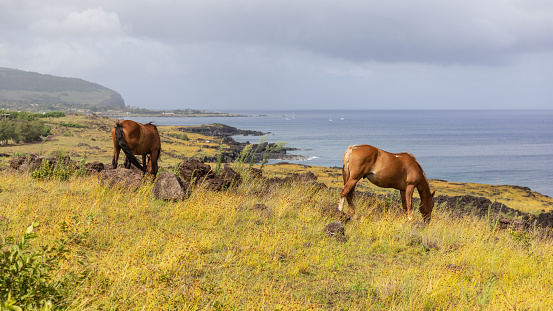 Two horses graze on a green hill above Hanga Roa on Rapa Nui with a view of the blue waters of the Pacific, Easter Island