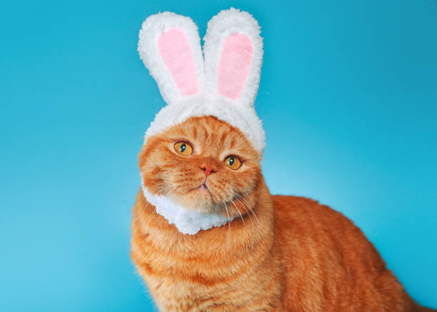 istock Funny british ginger cat is sitting wearing a cute hat with bunny ears on blue background . Easter bunny 1995940471