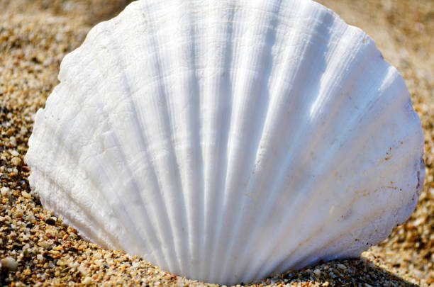 Close up of a seashells