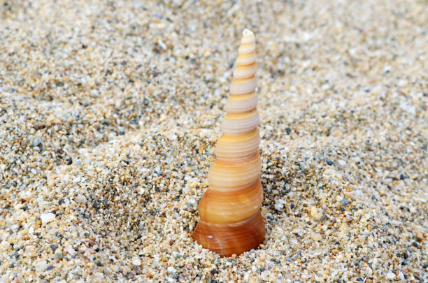 Close up of a seashells on thr sand