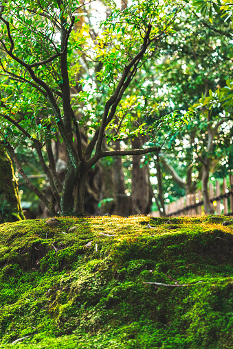 Nature forest from japan