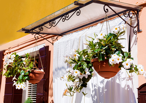 Window decorated with flower pots,  cast iron railing, red geraniums, white petunias. Pontevedra province, Galicia, Spain.