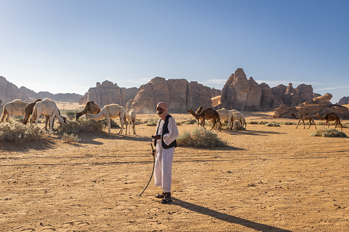Middle East, Saudi Arabia, Medina, Al-Ula. November 19, 2023. Man with camels in the Saudi desert.