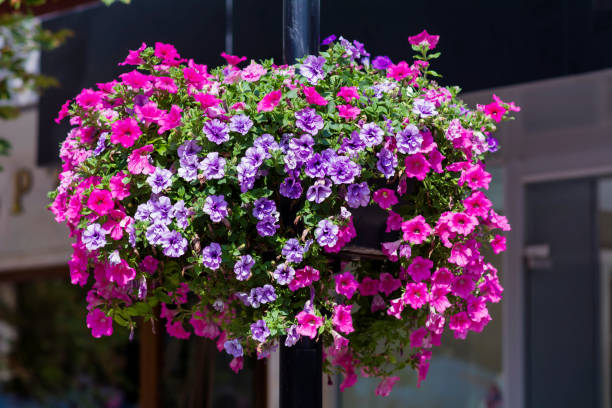 istock Pink petunia flowers in hanging pot 1995957414
