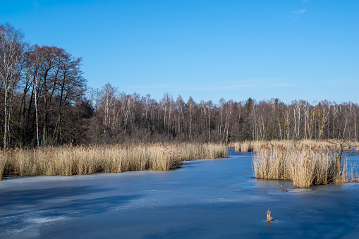 a frozen lake in the forest on a clear day