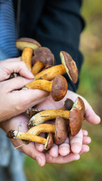 istock poisonous mushrooms - a threat when picking in the forest 1995961028