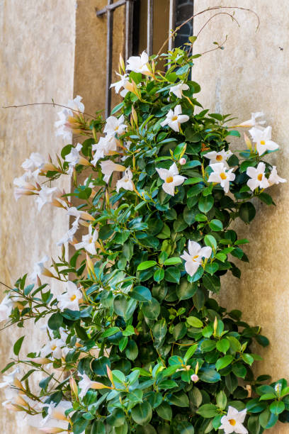 istock White Mandevilla Flowers in a pot 1995975379
