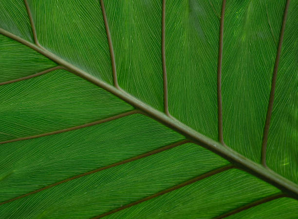 istock Background of green leaf close up 1995976127