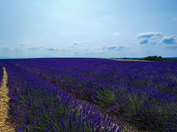 istock Field of lavender in Provence 1995977162