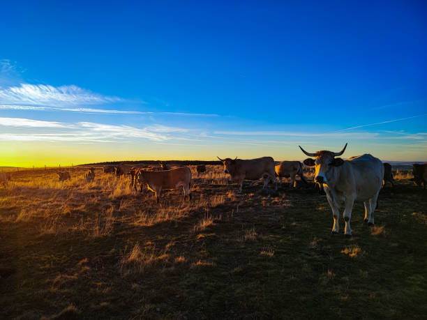 istock Sunset on the Signal de Mailhebiau with cows 1995977183