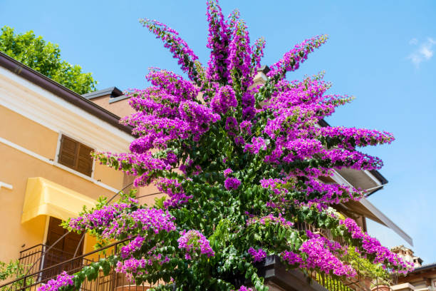 istock Blossoming pink bougainvillea 1995977186