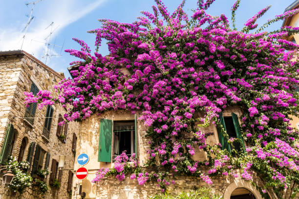istock Blossoming pink bougainvillea 1995977700