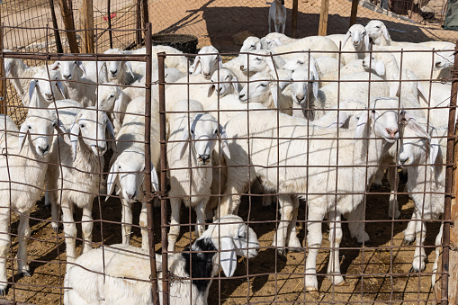 Middle East, Saudi Arabia, Riyadh. Sheep at a farm in Saudi Arabia.