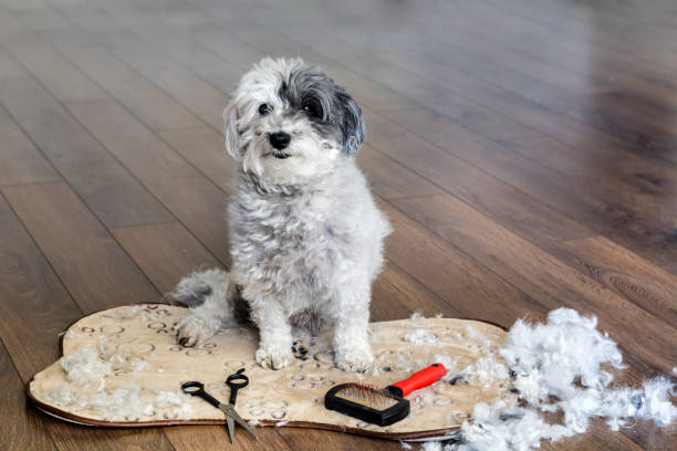 istock Grooming  a dog at home 1996004219