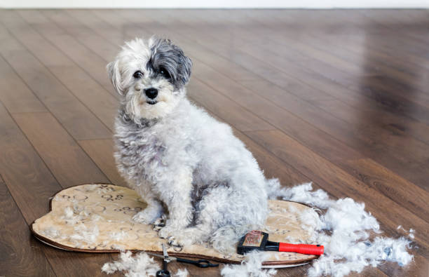 istock Grooming  a dog at home 1996004736