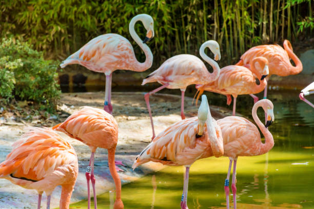 istock Pink Flamingos in the Water 1996007397