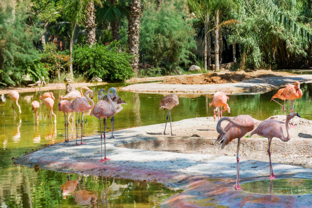 Pink Flamingos in the Water