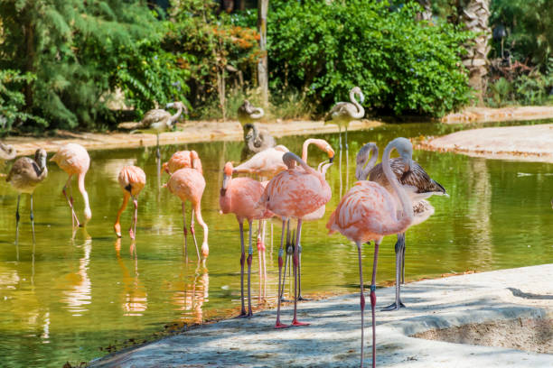 istock Pink Flamingos in the Water 1996007919