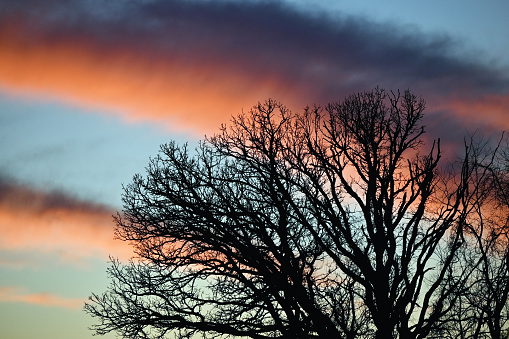 Silhouette of leafless tree after sunset.