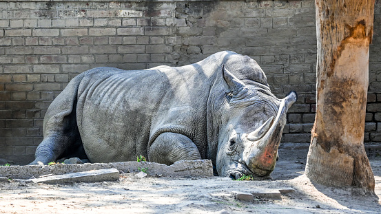 Big White Rhino Resting in the Zoo.