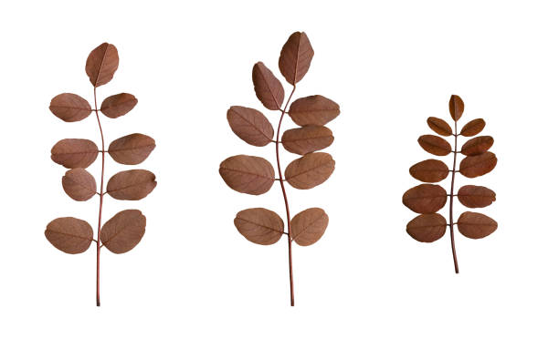 istock Acacia leaves set. Acacia leaves isolated on white background, back view. 1996025197