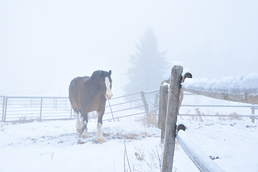 Clydesdale horse alone along wooden fence on frosty winter day