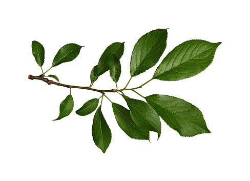 Twig with fresh green topical leaves of bush