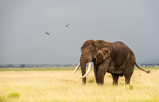 Walking elephant silhouette during evening and sun at background. Copy space for letters.