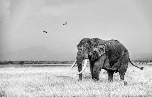 elephant shape paper box on white background