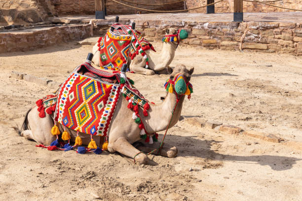 Group of camels relaxing in the Negev desert at Timna national park in Israel.