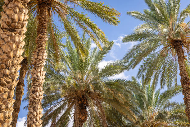 istock Date palms against a blue sky at a desert oasis. 1996040688