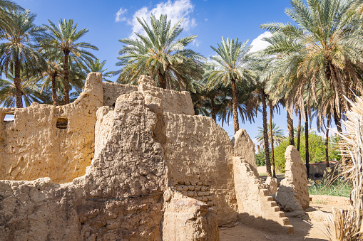 Middle East, Saudi Arabia, Tabuk Province, Tayma. Date palms at a desert oasis.