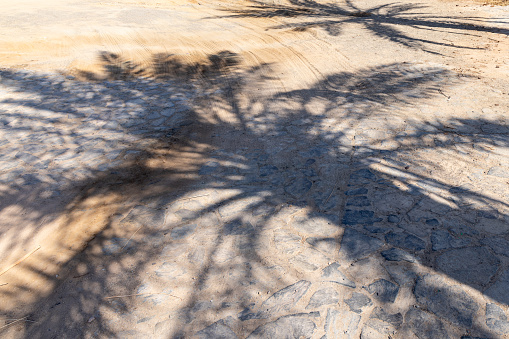 Middle East, Saudi Arabia, Tabuk, Duba. Shadow of a palm tree on a road in the port city of Duba.