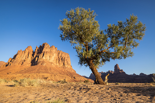 Middle East, Saudi Arabia, Tabuk, Al-Disah. Desert landscape in the Prince Mohammed bin Salman Natural Reserve.