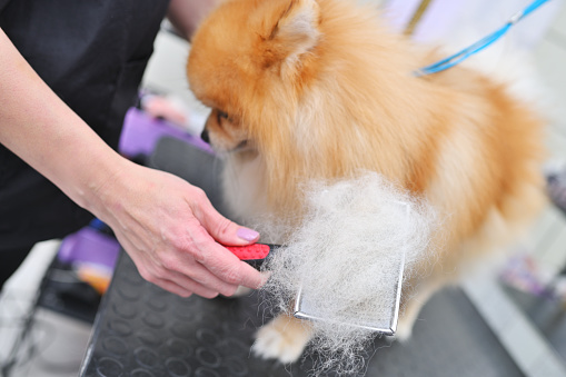 A grummer combs the wool of a Pomeranian with a brush. Dog Care