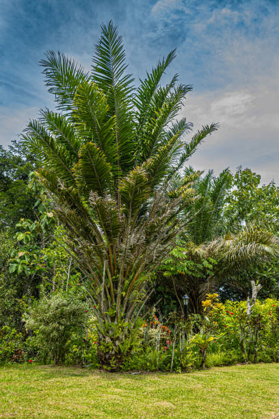 istock Thick palm tree over plants, Bijagual, Puntarenas, Costa Rica 1996057444