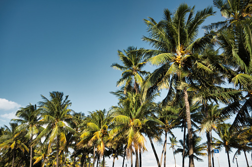 Palm Trees in Lummus Park, South Beach waterfront, Florida USA