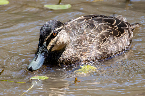Pacific Black Duck on river