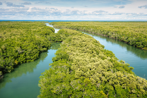 Landscape with mangrove habitat and canals in Key Largo Florida USA.